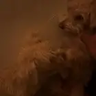 كلاب للبيع