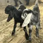 عنز مشروكه جرم والد معها جفرتين روم