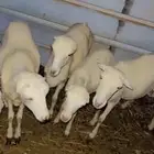 غنم رفيدي مهجن حري