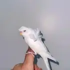 فرخ كرست هوقو اليف