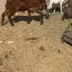 معزا متابيع