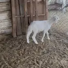 داغور شهر ونص