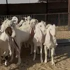 جذعات وهولنديات وضرايب كفو