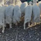 طليان للبيع