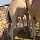 قعودين كفووو للبيع