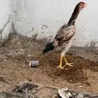دجاج شامو ياباني