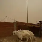 للبيع ضان حريات