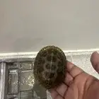 سلاحف للبيع