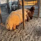 خرفان نعيم جبره