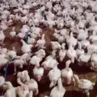 دجاج لاحم للبيع الموقع الخرج التواصل وتس