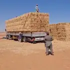 تبن جندير نوادر الأعلاف