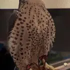 للبيع كري سنه ثنو 14 5 عرض بطول 14