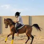 حصان شعبي