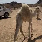 حشواه للبيع