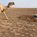 البعير ساسه على الهدب ومشروط ضراب وعشار وهداوه