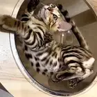 قطط بنغال مستويات قوية F2 للبيع