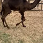 قعود كايف كفووو للبيع رقم الجوآل