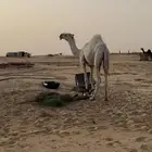 للبيع قعود حق على العديم بعير بن غصين