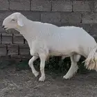 خروف فحل توه رباع السوم 5500