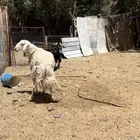 فحل حري مشروطه