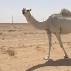 عشرا كفو
