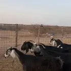 معزا طيبة الحد 780