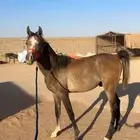 مهر واهو .بأوراق .دمه طيب .هادي