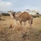 حشوان حليب للبيع العدد 3