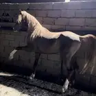حصان شعبي العمر 3 سنوات تقريبا  الأرتفاع 6 ونص