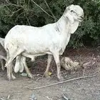 فحل درماني ساكي