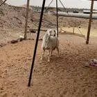 طلي حري كفوو فل الفل شرط
