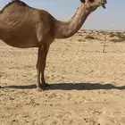 بكره حمراء ككفو وطيبه ساسها على ولد غرنوق رق وزين وطبع