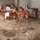 الموقع تلوث المنظر
