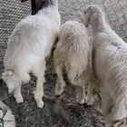 3 طليان نظيفه