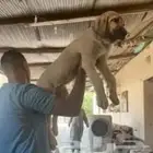 للبيع كلاب جرواي الراعي التركي كنجال