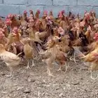 دجاج بلدي