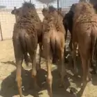 حشو حمر