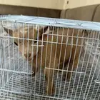 ماعز غزمي تشيكي العمر شهر تقريبأ