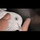 جوز سالكوتي موتيا