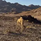 قعود البيع لحم العدد 2