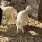 ذبايح هرافى تمايم وثلاجه للبيع