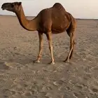 نياق حمر مبيوع عيالها. تم البيع