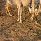 لبيع قعود