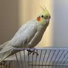 طير مفقود بحي صبابه