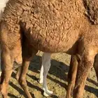 قعود على حليب امه