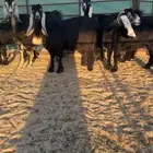 معزا عوارض دفيع شرط سونار