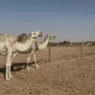 ابل كفو للبيع