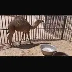 للبيع حشو اثنين عمار خمس اشهر وطالع فل الفل شحم وتحت امهاتهن