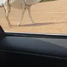 البل