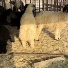 نوفر جميع أنواع الذبائح